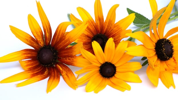 A bouquet of yellow flowers