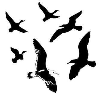 vector silhouettes flying birds on white background