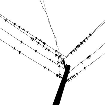 silhouette swallow reposing on electric wire