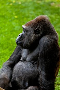 Beautiful specimen of gorilla seated placidly