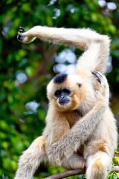 Precious specimen of Gibbon of golden cheeks