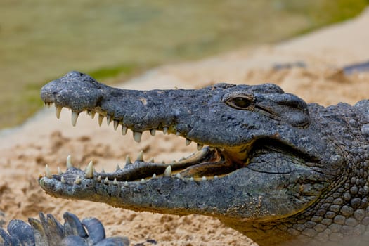Detail of the head of a nile crocodile, Crocodylus niloticus