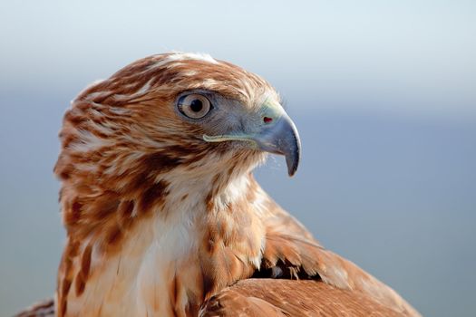 Fantastic eagle of red tail (Buteo jamaicensis) posing placidly