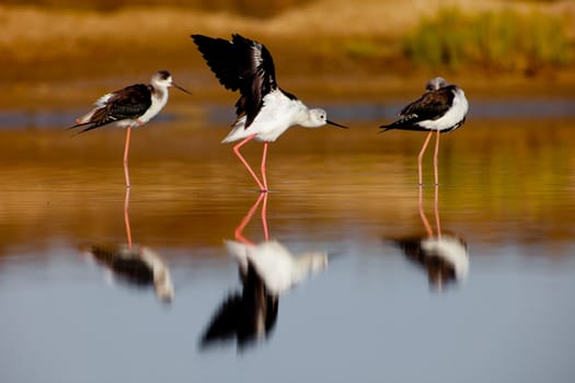 Three black-winged Stilt taking a break on the water