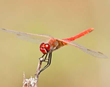 Image of a dragonfly ( sympetrum sp ) accomplished like photo of approximation.