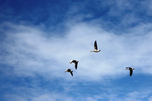 Birds against a blue sky