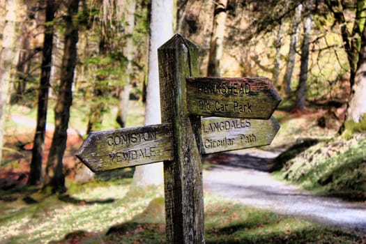 Wooden signpost in some woods