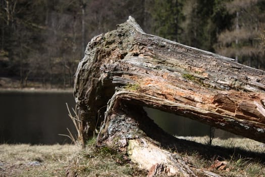 Fallen tree stump