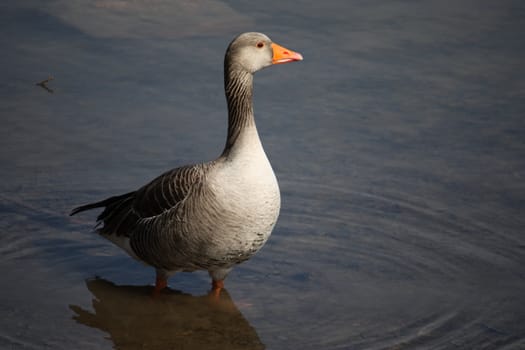 a goose stood in water