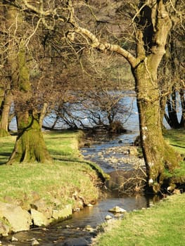 A tree lined stream