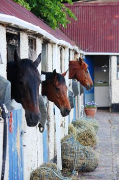 A row of horses in their stables.