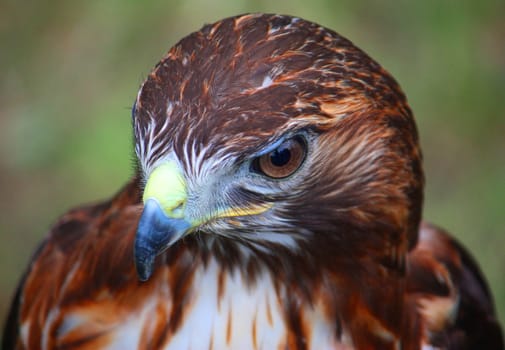 A beautiful brown bird