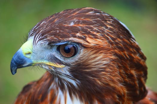 A beautiful brown bird