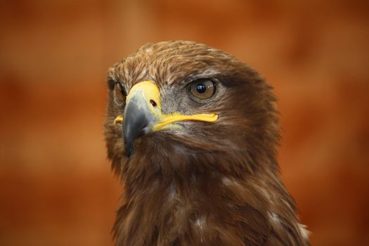 Golden eagle