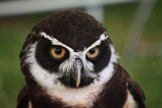 A cute spectacled owl
