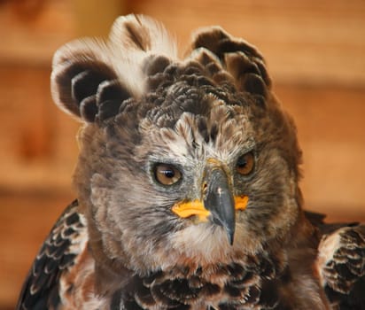 african crowned eagle