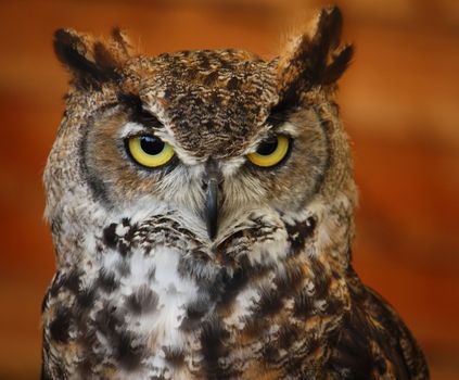 An eagle owl