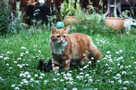 ginger cat