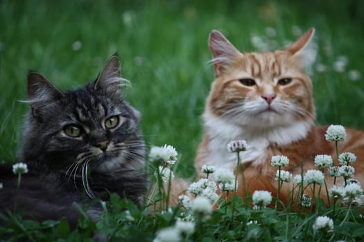 Long haired ginger and tabby cats lying together in some grass