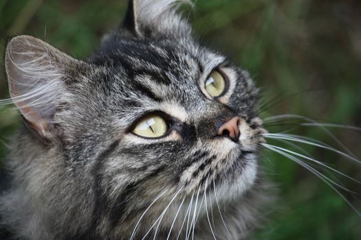 Long haired tabby cat