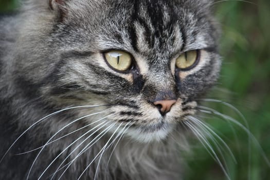 Long haired tabby cat