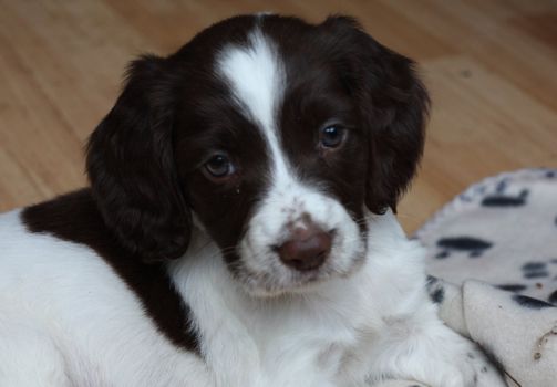 An English Springer Spaniel Puppy