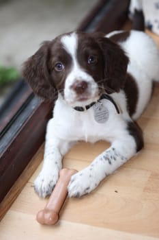 An English Springer Spaniel Puppy