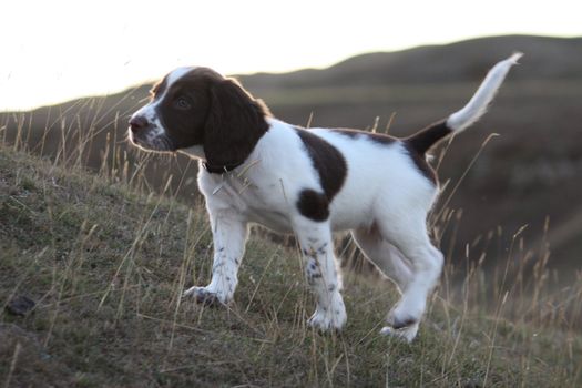 An English Springer Spaniel