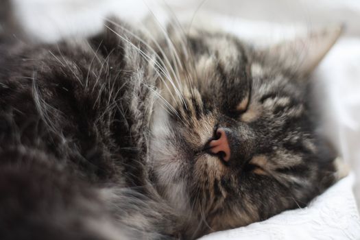 Long haired tabby cat