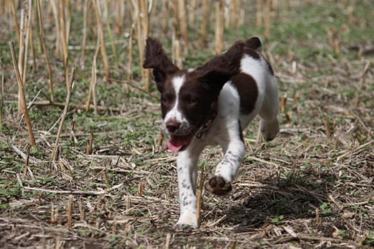 An English Springer Spaniel