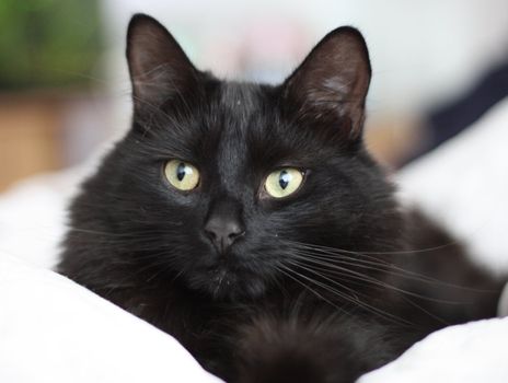 Long haired black cat
