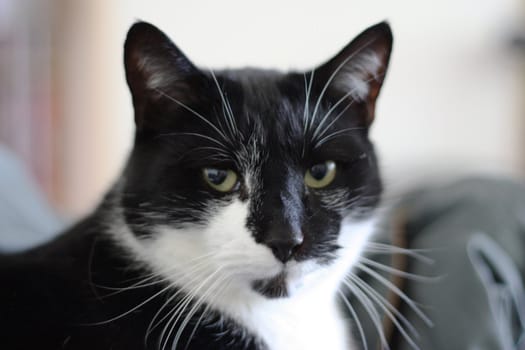 Black and white cat, long whiskas