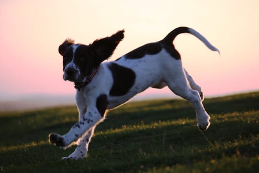 An English Springer Spaniel