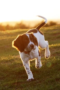 An English Springer Spaniel