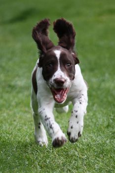 An English Springer Spaniel