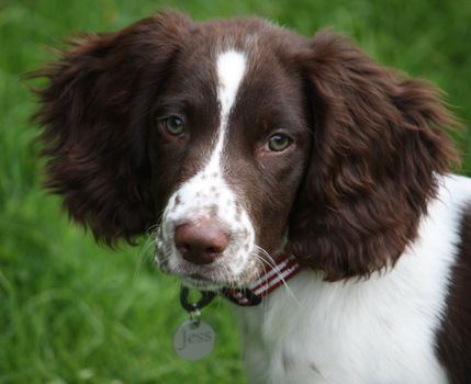 An English Springer Spaniel