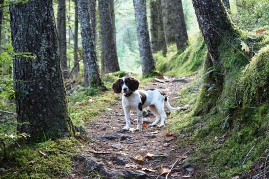 An English Springer Spaniel