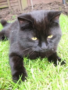 long haired black kitten