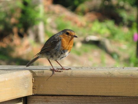 A robin sat on a wall