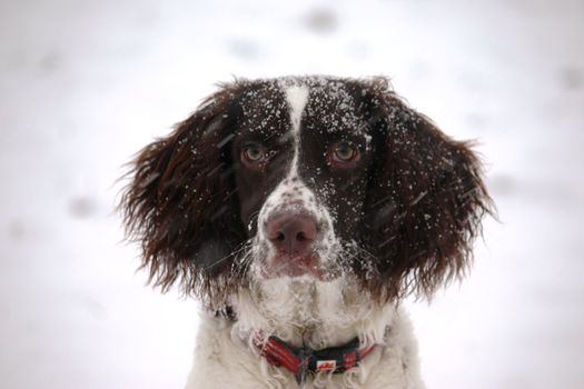 An English Springer Spaniel