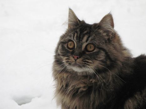 long haired tabby kitten