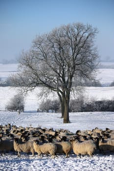Sheep by a tree in a snow covered field