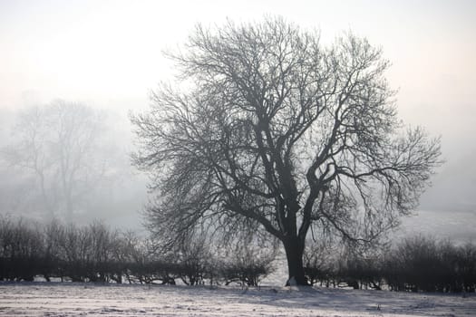 Wintry Tree