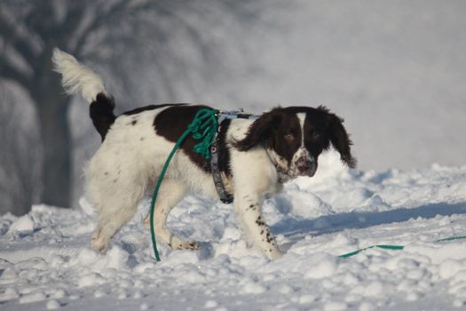 An English Springer Spaniel