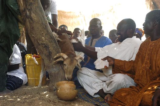 The festival of establishment of a usual chief in Burkina Faso Faso lasts three days. The usual chief succeeds his father deceased, it is always the groin of the family and always a man. It is a very rare event because a chief can be replaced only after his death. During establishment it is the festival and all the area is invited. This festival occurs to Kokemnour�, small village in the East of Burkina Faso Faso in the province of Kouritanga. These three days are punctuated of dance, meal and especially of traditional ceremonies African. The Chief is the King and can be established only by chiefs more important than him.                                