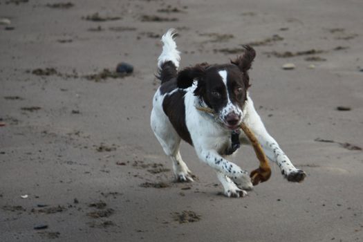 An English Springer Spaniel