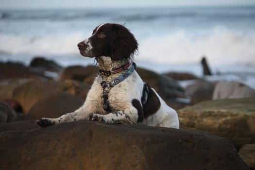 An English Springer Spaniel