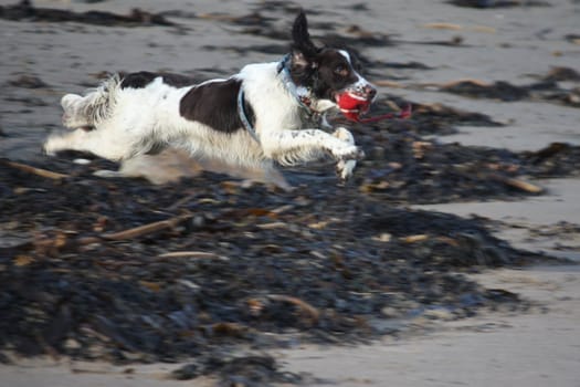 English Springer Spaniel running on the beach