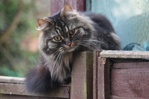 Cute fluffy tabby long haired cat