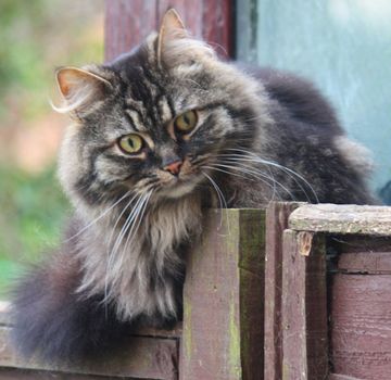 Cute fluffy tabby long haired cat